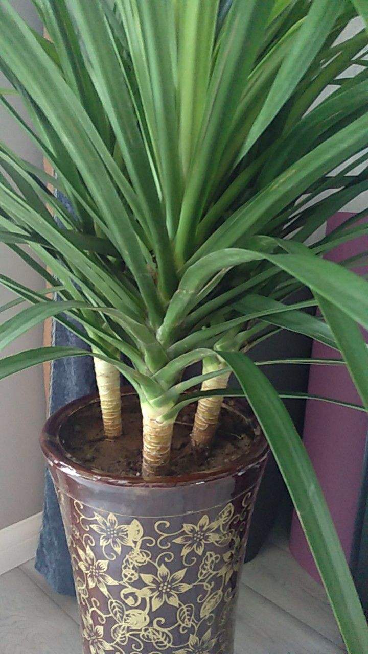 植物界超级寿星是什么植物(比较长寿的植物推荐)