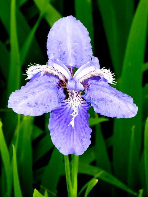 紫鸢尾花花语是什么