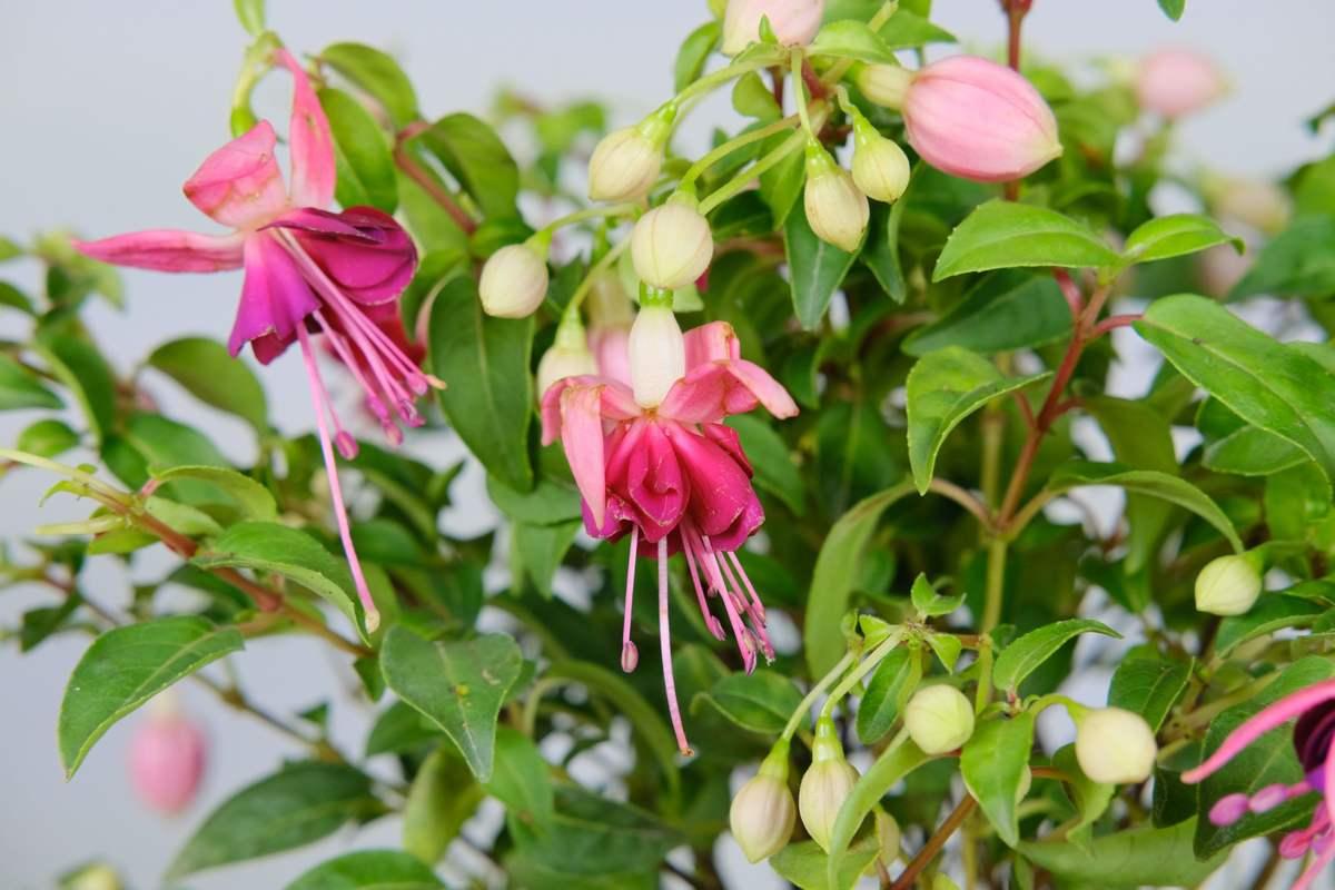 植物倒挂金钟的养殖方法(扦插倒挂金钟的方法)