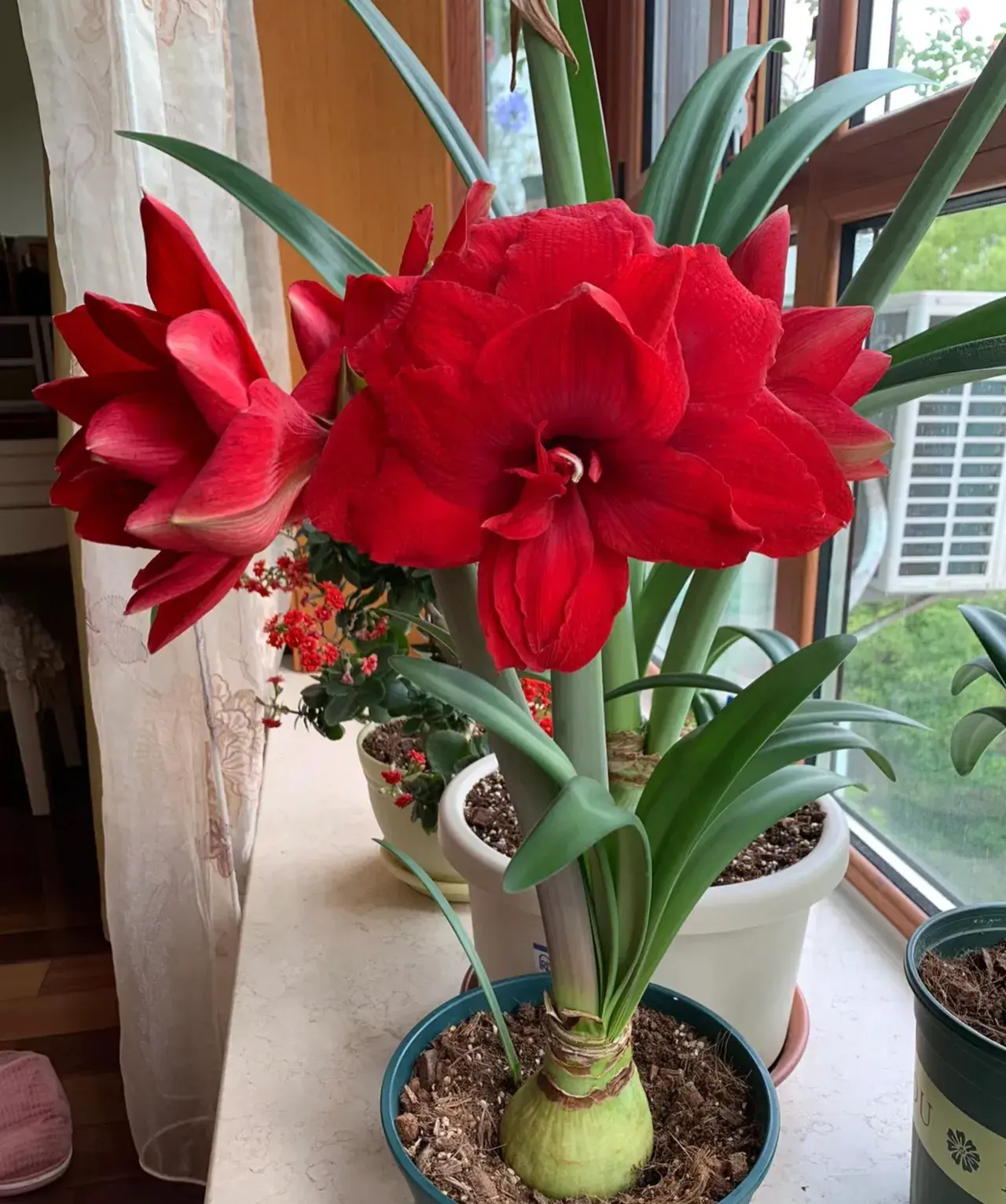 家里养茶花好不好养