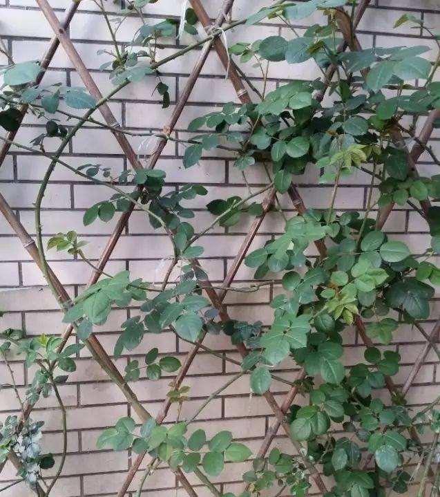 龙沙宝石月季一年开几次(详解龙沙宝石月季优缺点)