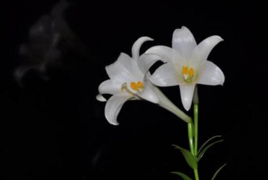 水仙百合花期多久(百合开花后留种球教程)
