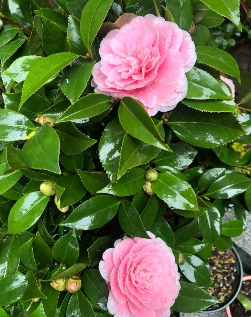 喜阳的室内植物花卉有哪些种类（放阳台耐热耐晒植物又好养）