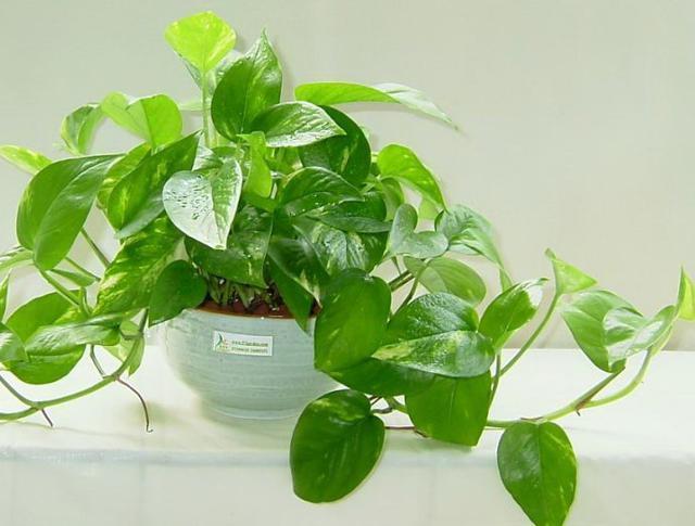 防辐射植物哪个最好(室内防辐射最好的植物推荐)
