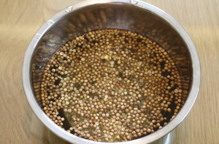 盆栽香菜种植方法和时间教程(阳台种香菜的步骤)