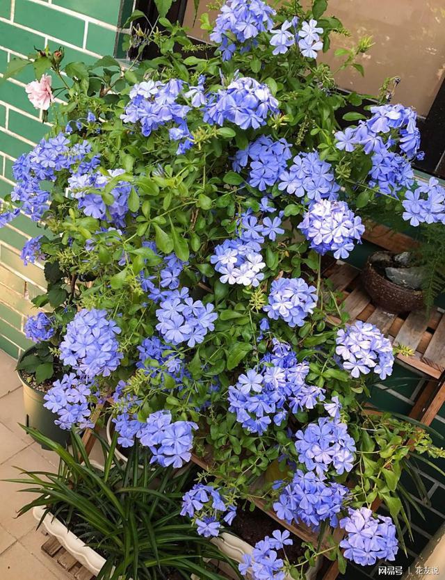 喜阳不怕晒的植物花卉大全(适合阳台暴晒的大型绿植)