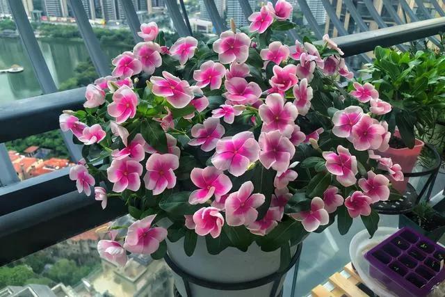 长春花的寓意和花语是什么