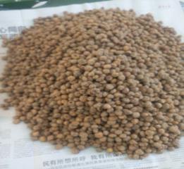 油沙豆是什么植物(关于油莎豆的种植方法)