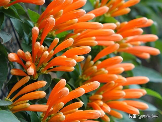 什么花是一年四季都开的花