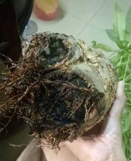 水培发财树能活多久