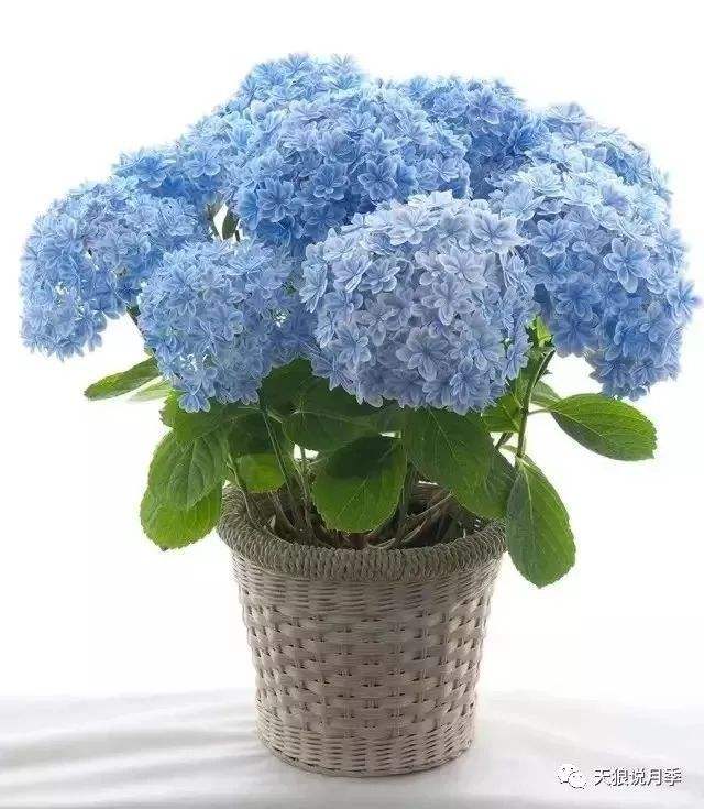 绣球花无尽夏的花语和寓意(关于无尽夏绣球花的养殖方法)
