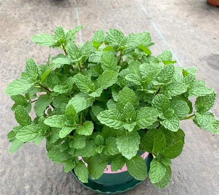 驱蚊植物哪种最好(驱蚊植物排行榜)