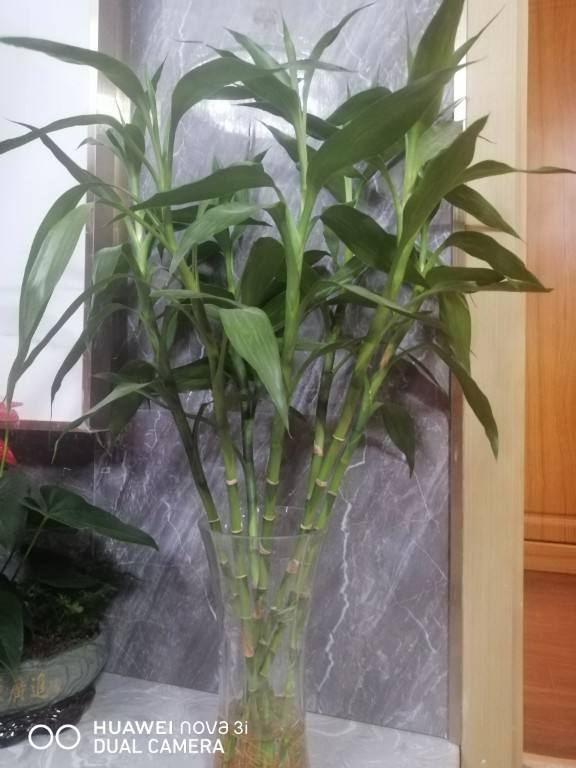 富贵竹怎么才能快速生根(水养富贵竹生根最快法)