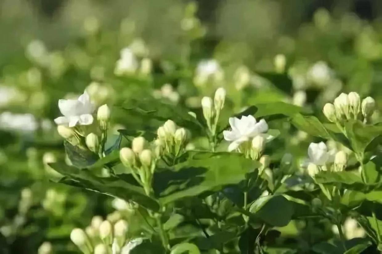 茉莉花时间开放(了解茉莉花的冷知识)