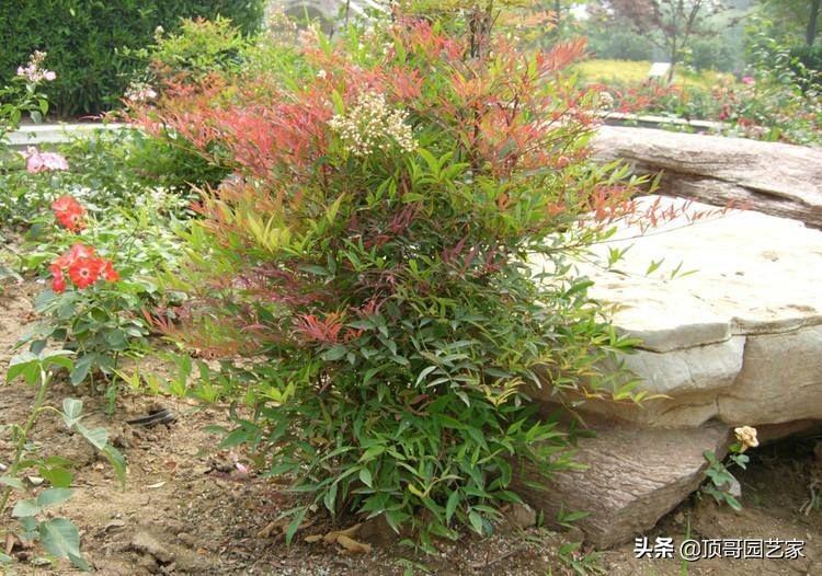 四季常绿的树有哪些(低矮四季常青的绿植)