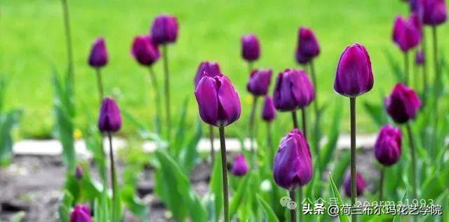 世界上最香的花排名最好