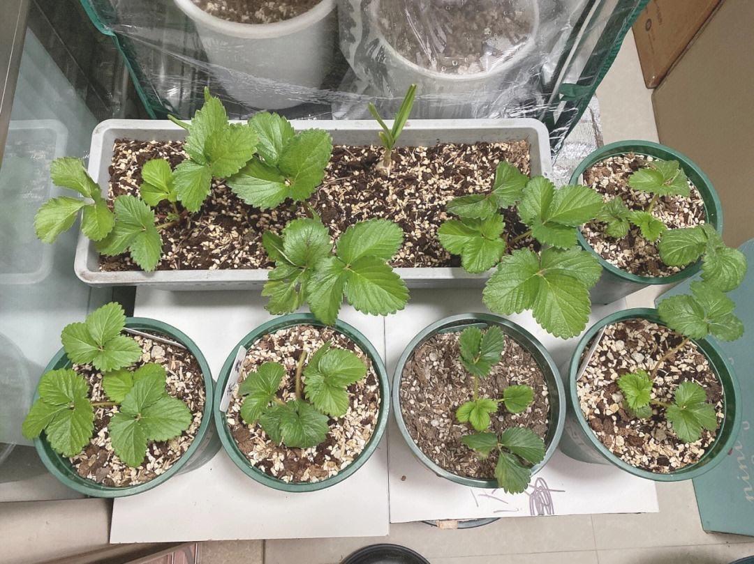 家庭种草莓的方法有哪些