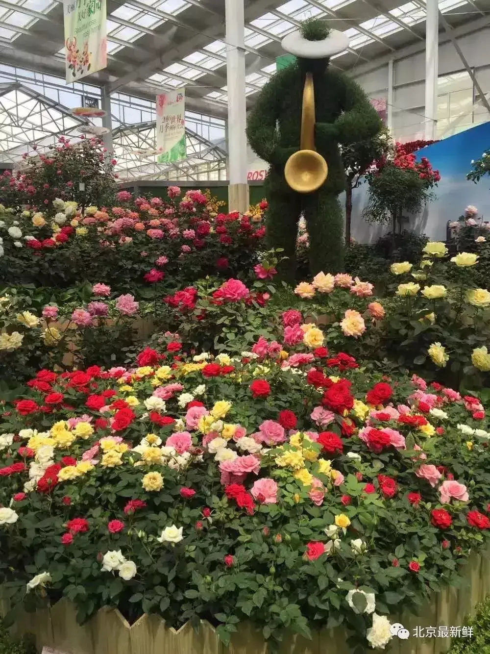 北京市花是什么花(北京的代表花介绍)