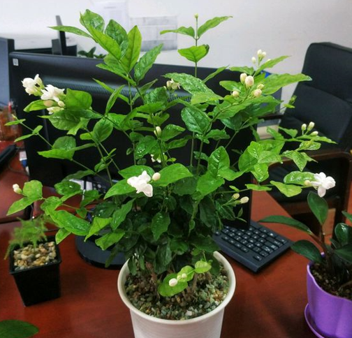 茉莉花如何繁殖方法