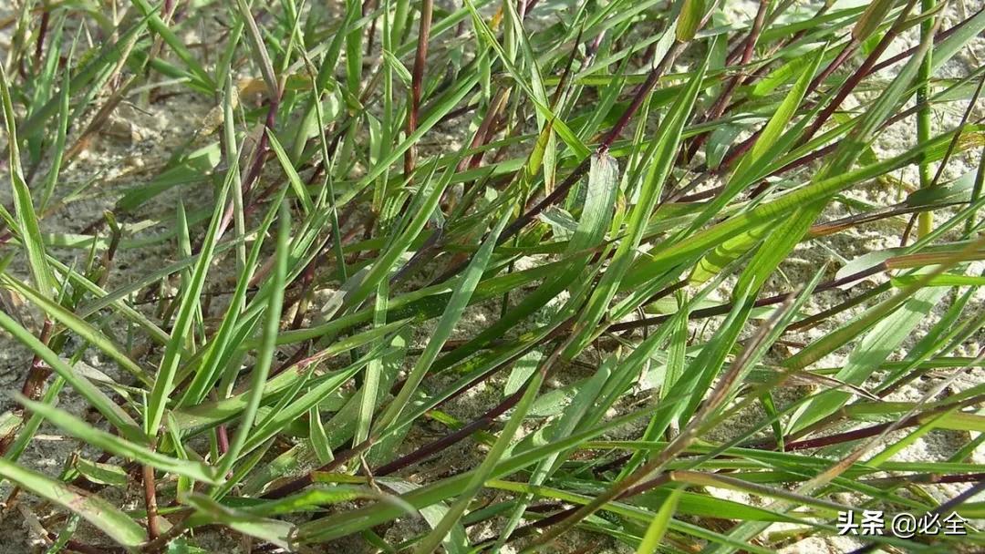 草种子有哪些品种(关于绿化草坪种类)