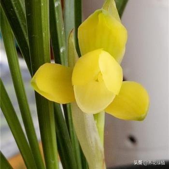 兰花几月开花(介绍兰花好养又香的品种)