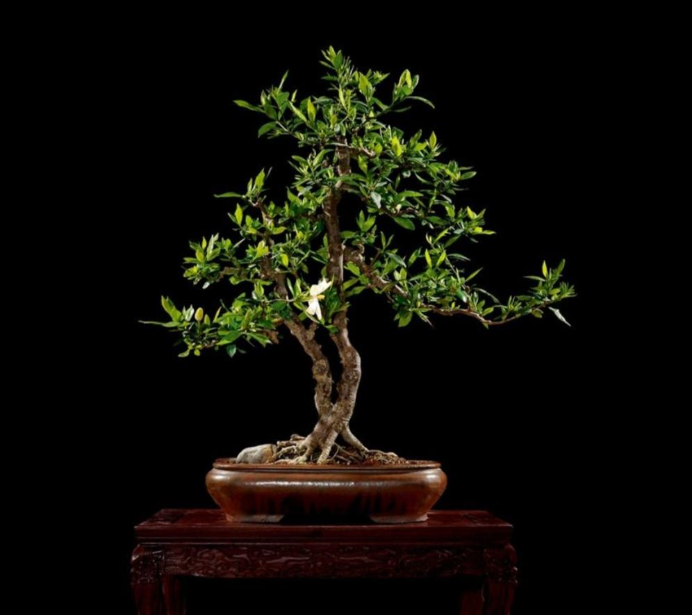 栀子花小苗几年能开花结果(关于栀子花的种植方法)
