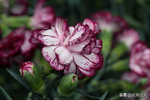 送老师康乃馨花语和寓意(详解康乃馨的颜色代表)