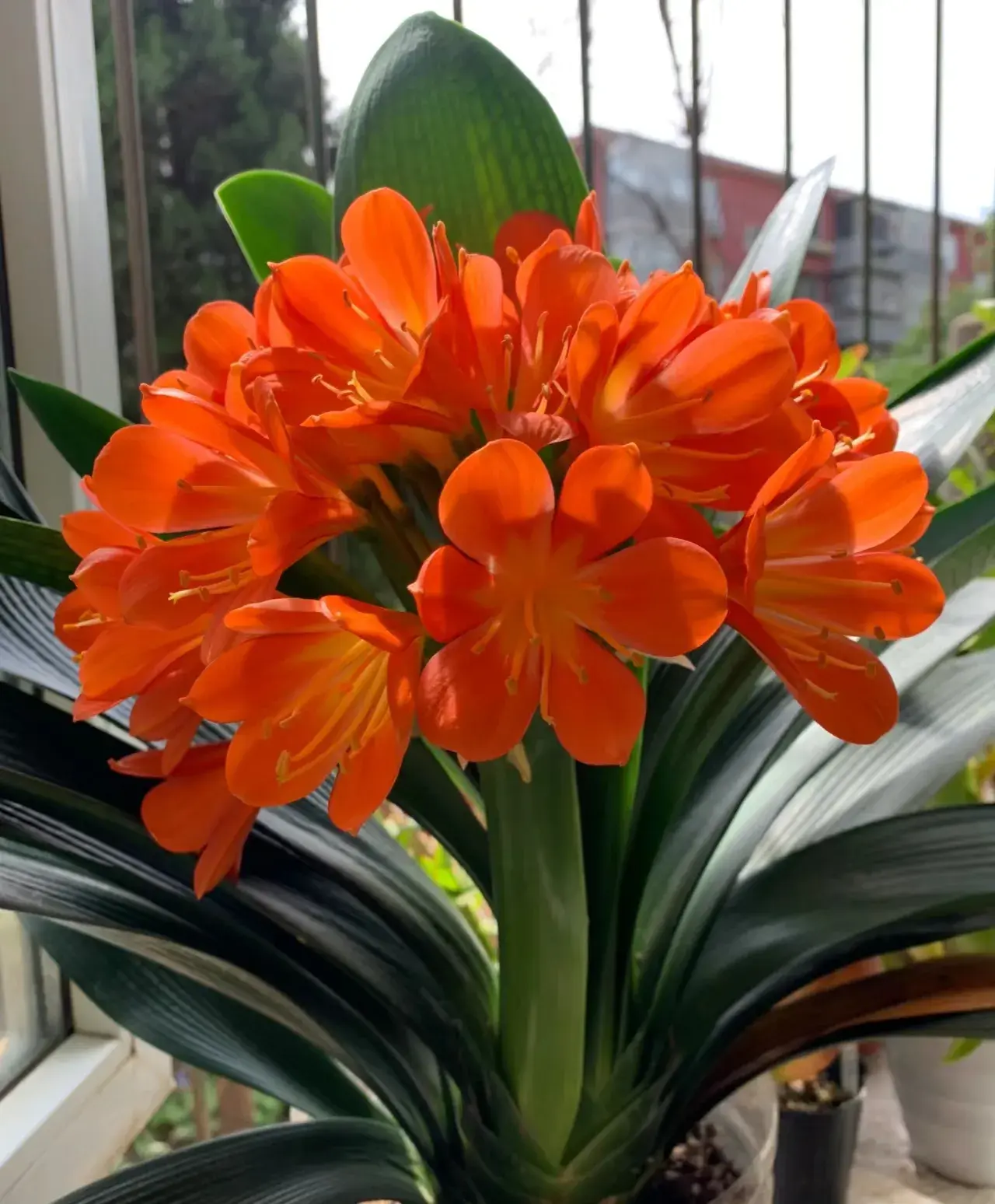 家里养茶花好不好养
