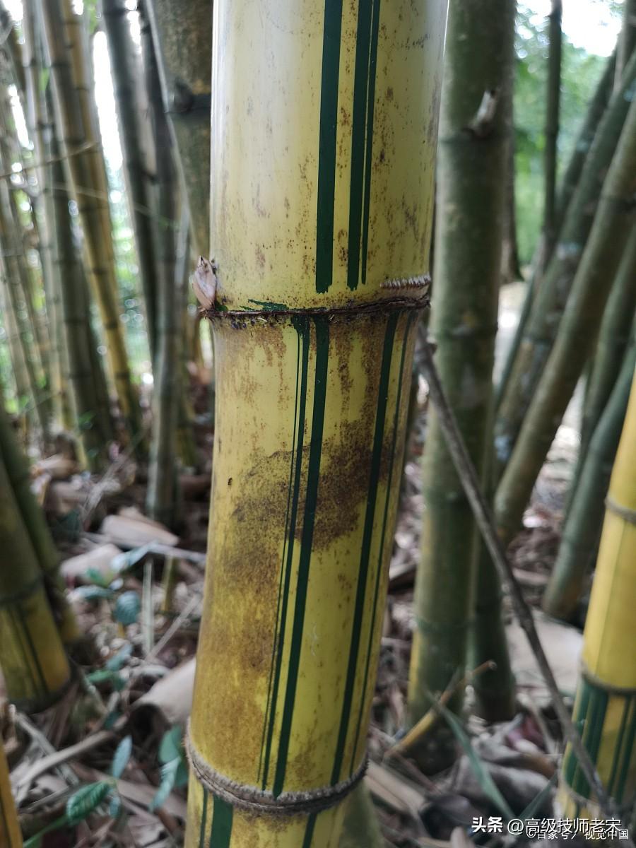 最漂亮的竹子品种有哪些