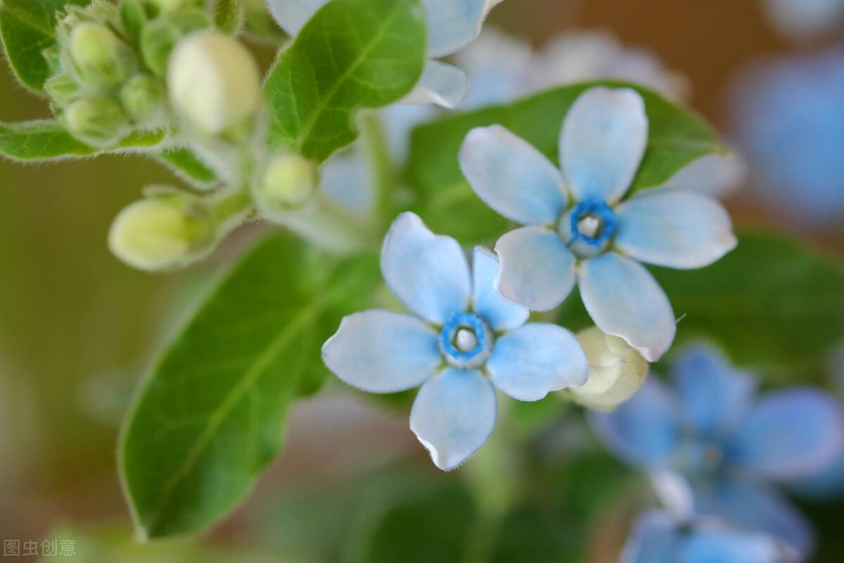 蓝星花的花语和寓意(关于蓝星花的养殖方法)