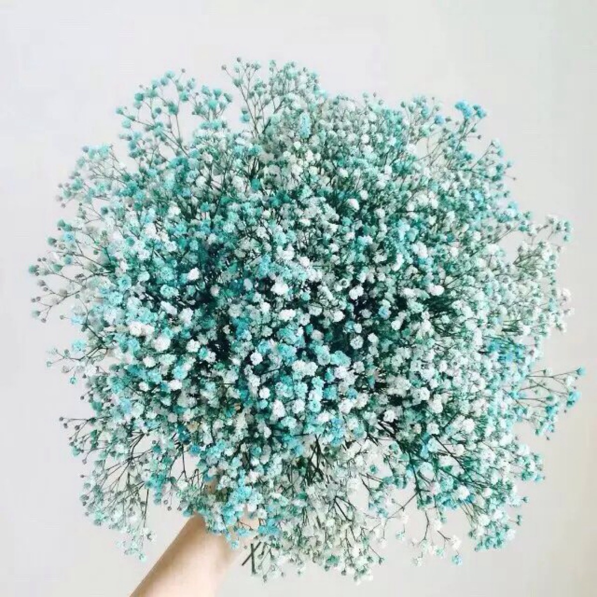 红玫瑰花语和寓意(各种颜色玫瑰花代表的含义)