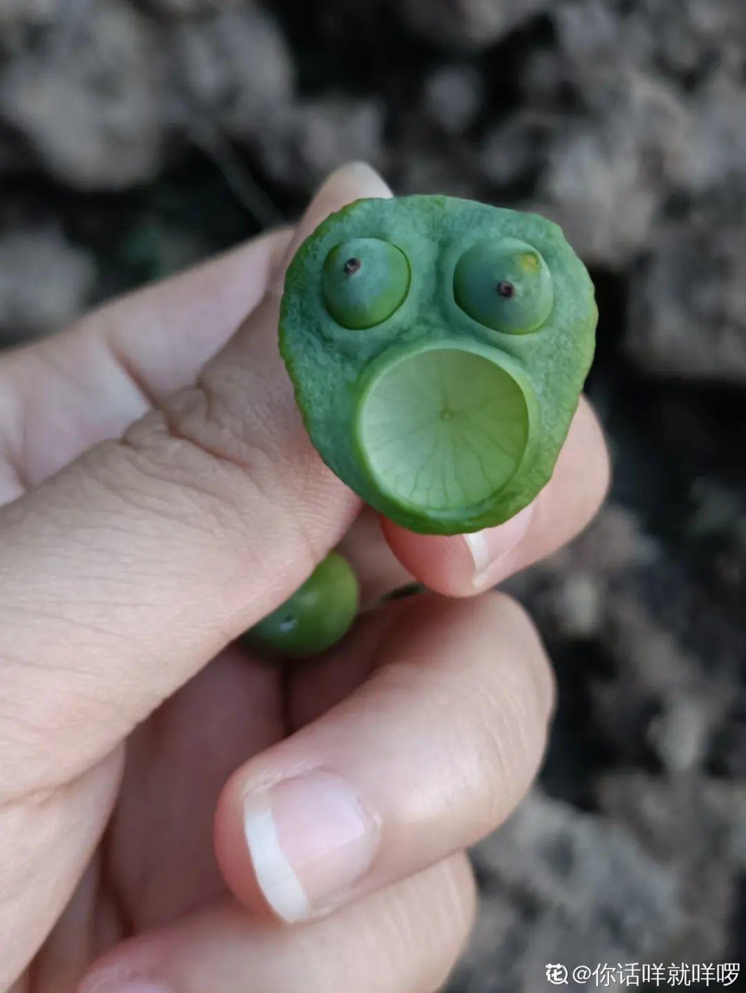 腊梅花种子的种植方法(关于梅花种植方法和时间)
