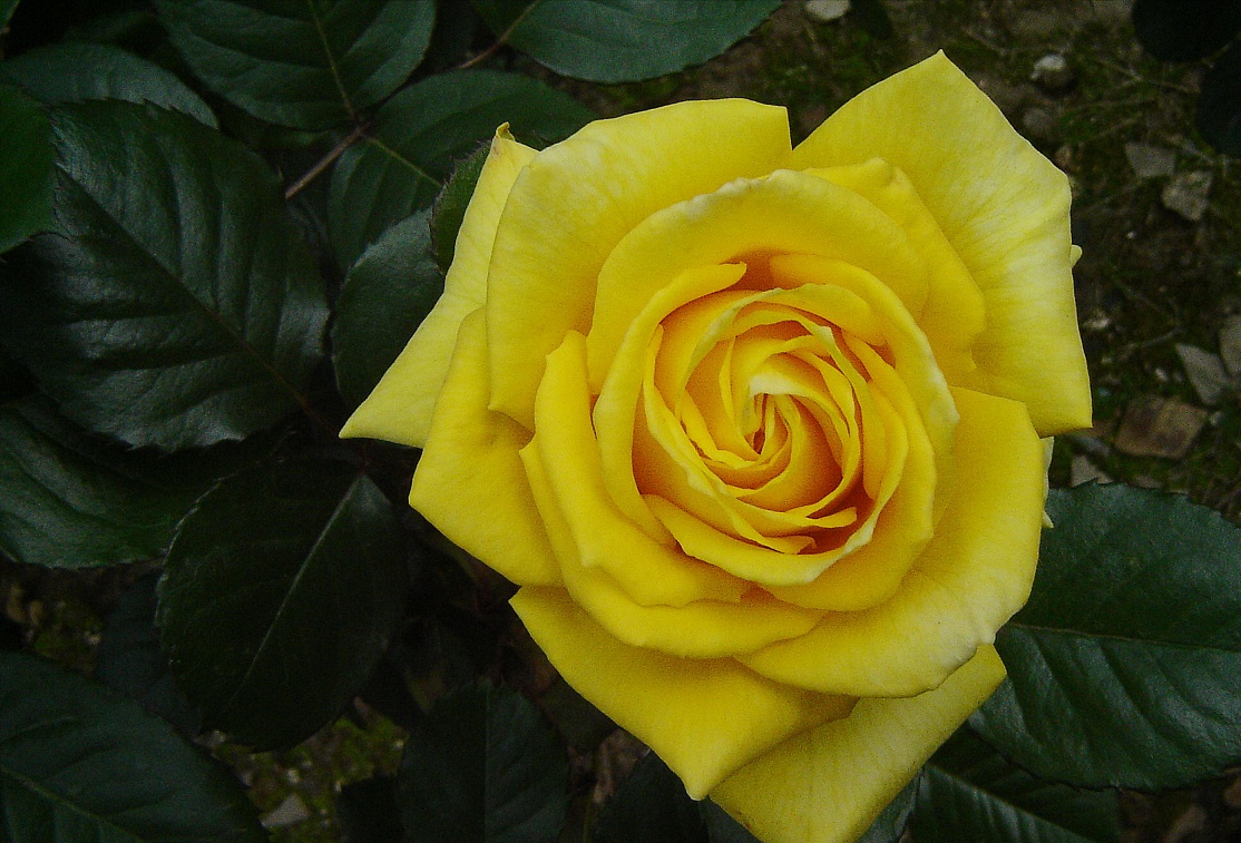 两朵玫瑰代表什么意思(送玫瑰花颜色各代表的含义)