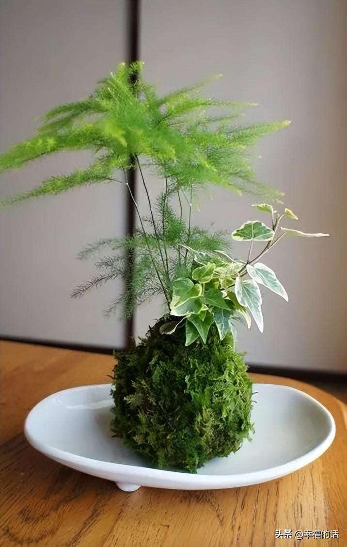 花中四君子是指什么花(梅兰竹菊四君子代表的意义)