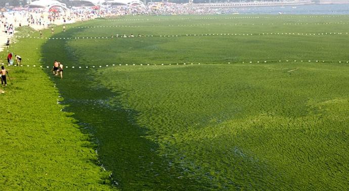 海生藻类是植物吗(海洋藻类简介)