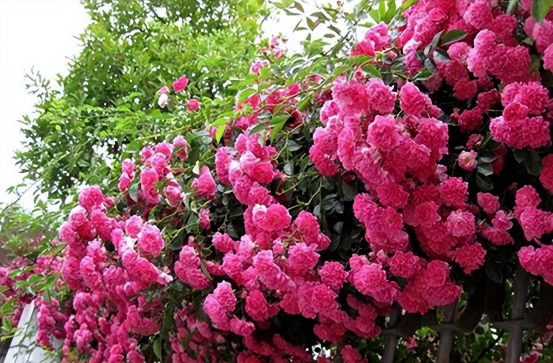 木香花为什么叫鬼招手(木香花的风水禁忌)