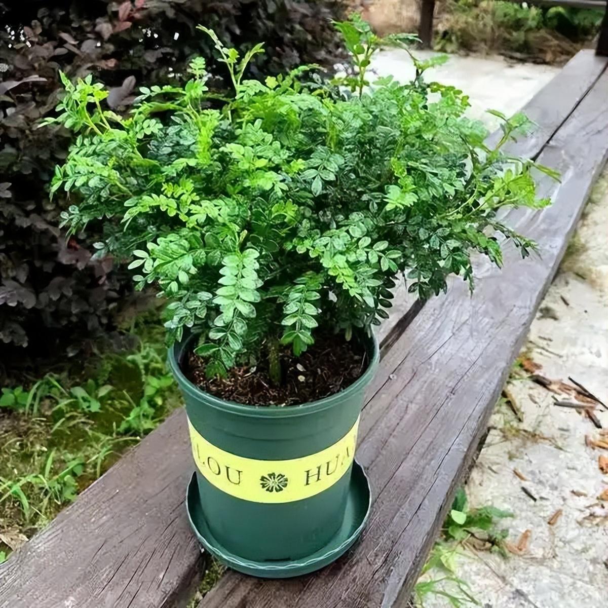 驱蚊草怎么养才能养好(推荐防蚊的植物花卉)
