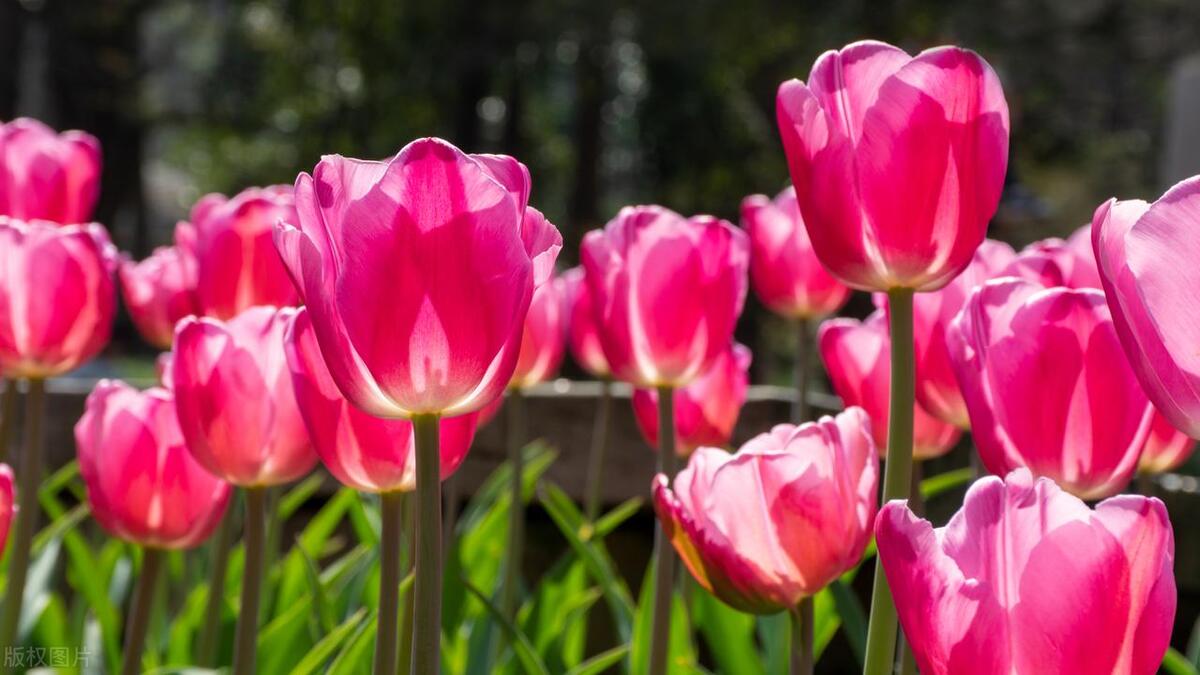 白色郁金香的寓意及象征意义(关于郁金香栽培方法和时间)