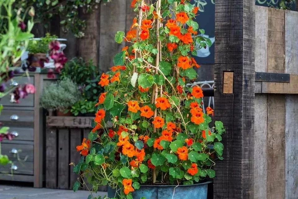 旱金莲种植方法和时间(旱金莲的养护技巧)