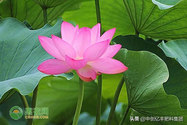 荷花花期的最长时间(关于荷花最佳观赏期)