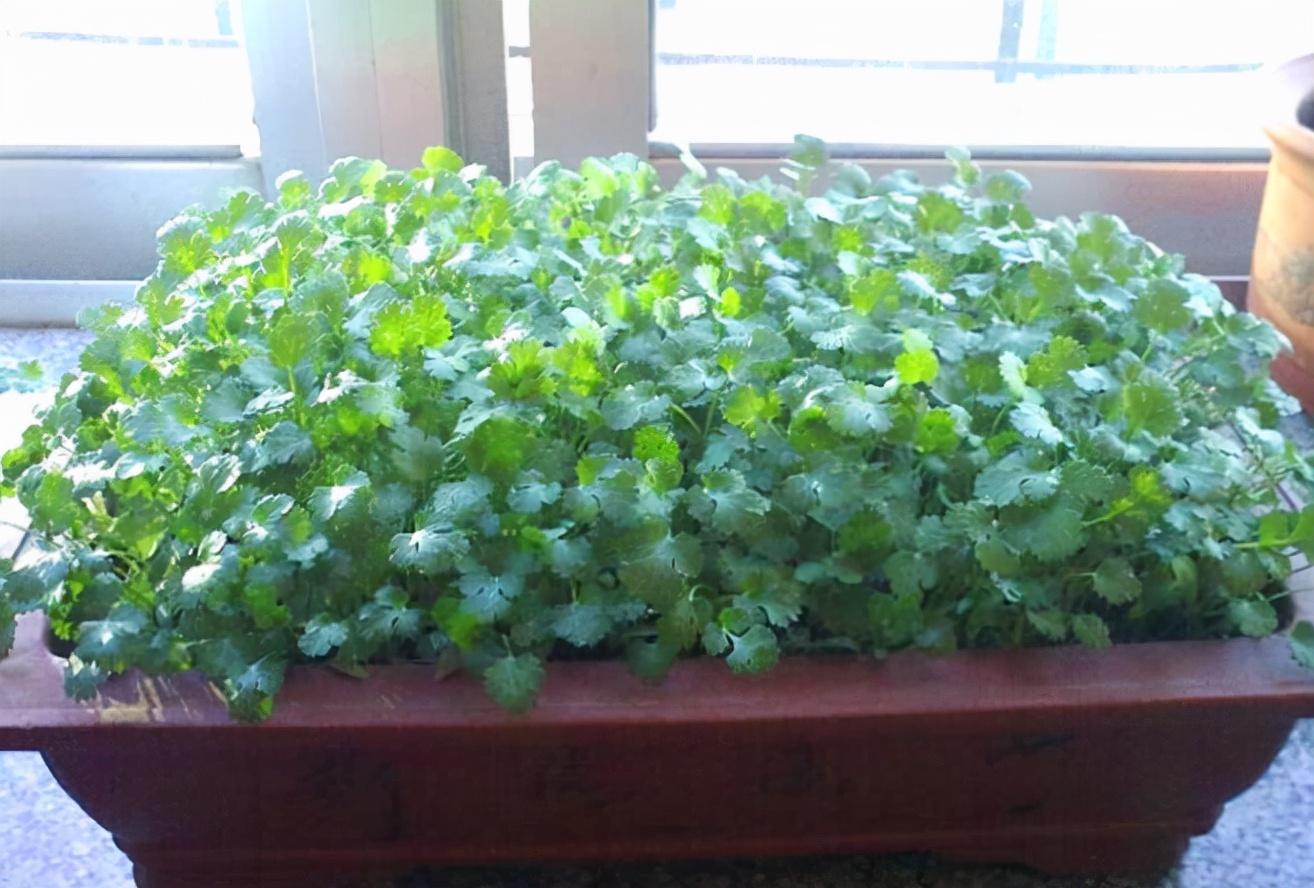 盆栽香菜种植方法和时间教程（阳台种香菜的步骤）