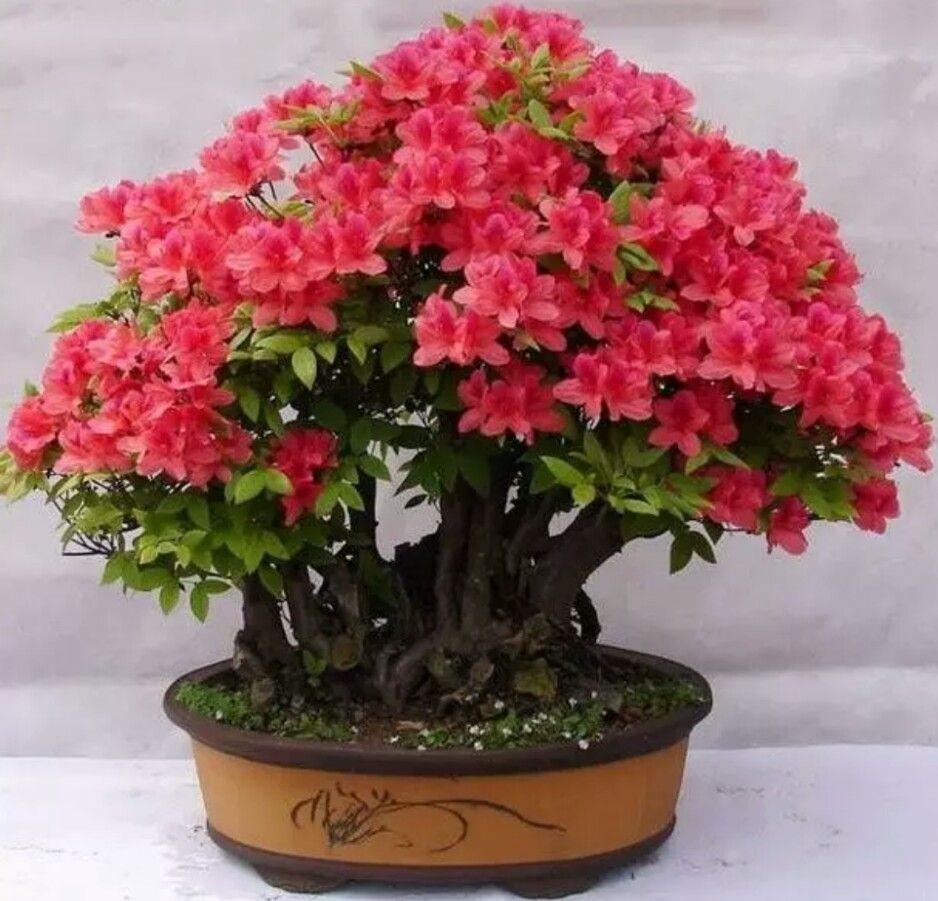 杜鹃花有香味吗怎么养(关于杜鹃花有香味的品种)