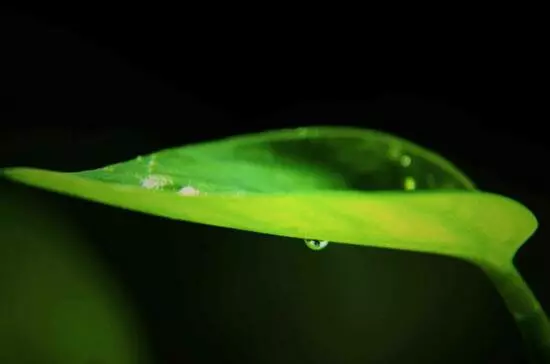 大叶绿萝叶子发黄怎么补救(了解大绿萝叶子发黄的原因及解决方法)
