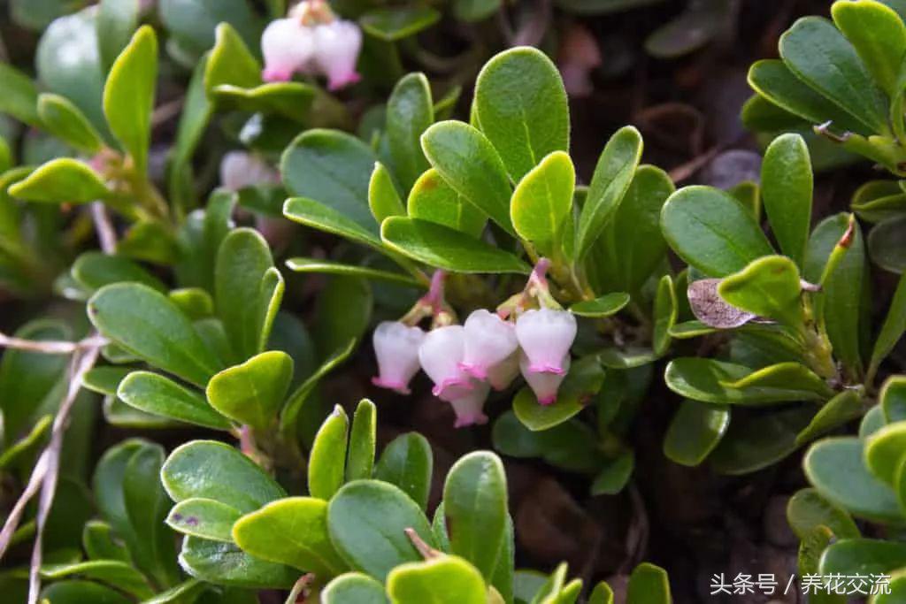 常绿植物有哪些(四季常绿庭院绿化树种)