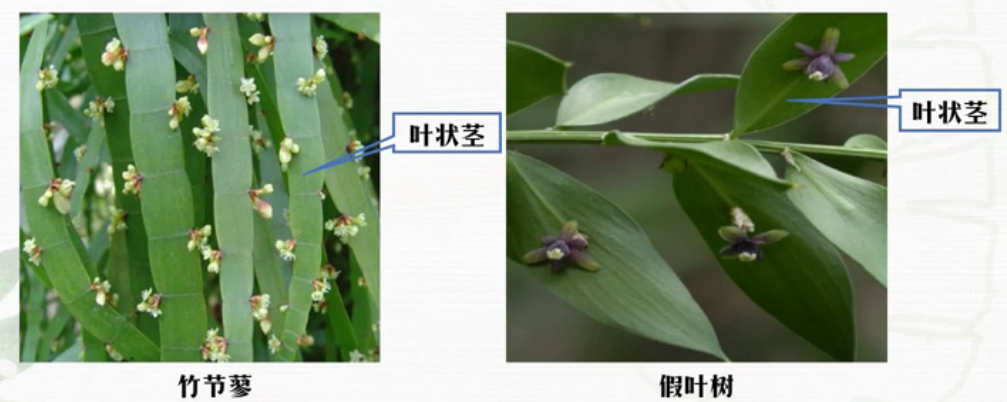 什么属于变态茎类(详解变态根的植物)