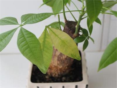 植物叶子发黄缺什么肥料(养花叶子发黄补救办法)