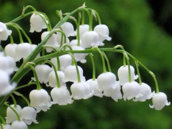 铃兰花语和寓意（室内最好养的花）