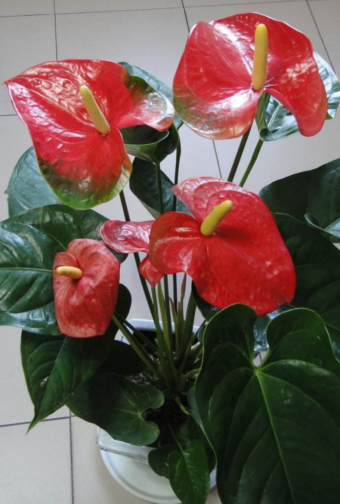 适合家里养的吉祥花卉有哪些