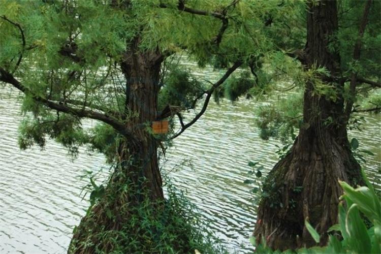 活化石植物是什么意思(植物中的活化石树介绍)