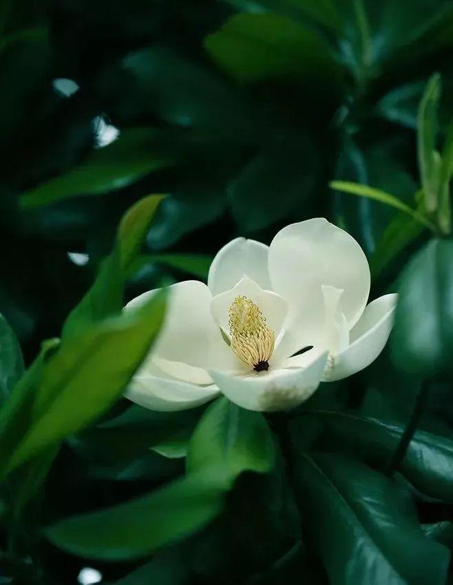 广玉兰的资料及介绍(最贵玉兰花的品种)